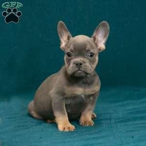 Calvin, French Bulldog Puppy